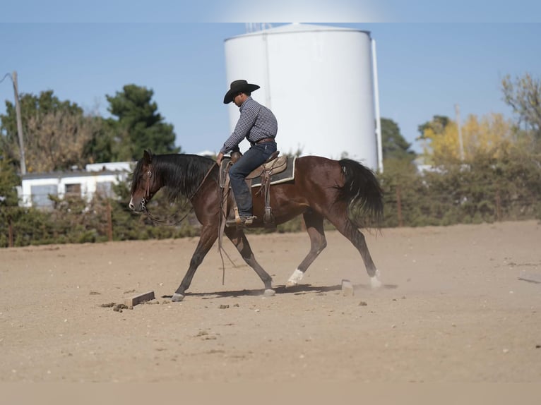 Quarter horse américain Croisé Hongre 8 Ans 150 cm Bai cerise in Palestine