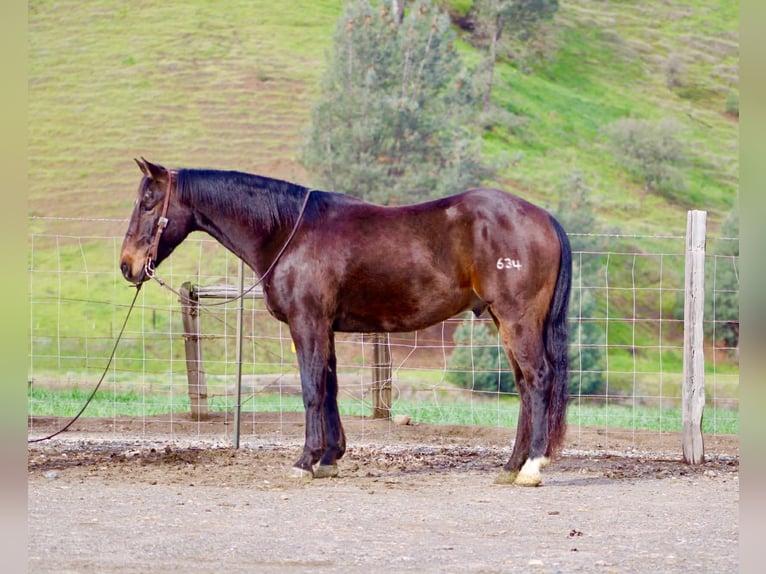 Quarter horse américain Hongre 8 Ans 150 cm Bai cerise in Tres Pinos