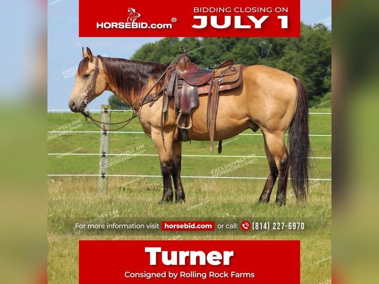 Quarter horse américain Hongre 8 Ans 150 cm Buckskin in Clarion, PA