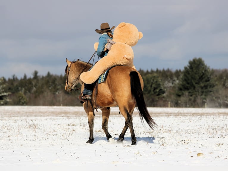 Quarter horse américain Hongre 8 Ans 150 cm Buckskin in Clarion