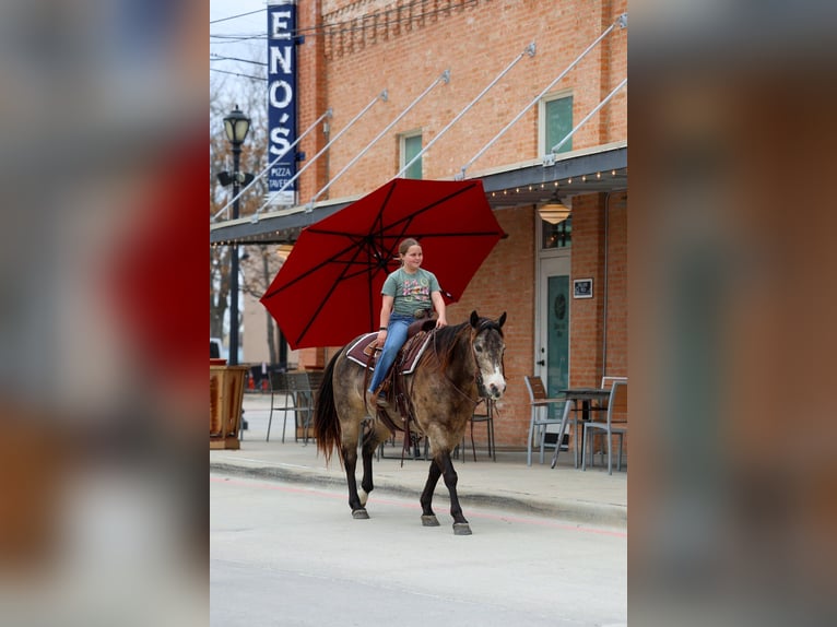 Quarter horse américain Hongre 8 Ans 150 cm Buckskin in Forney