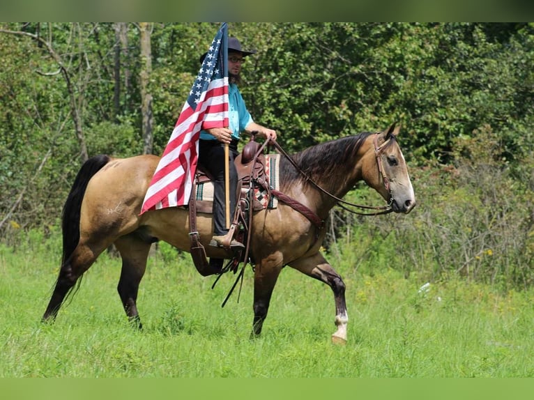 Quarter horse américain Hongre 8 Ans 150 cm Buckskin in Rebersburg, PA