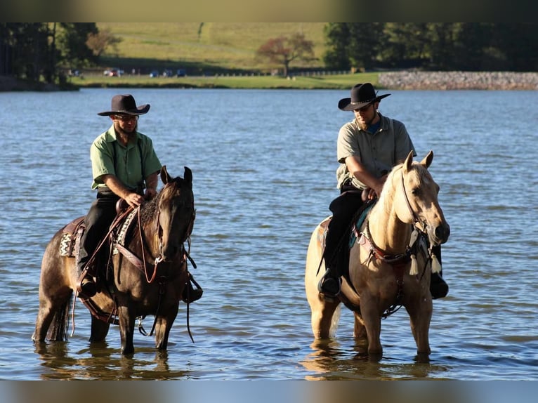Quarter horse américain Hongre 8 Ans 150 cm Buckskin in Rebersburg, PA
