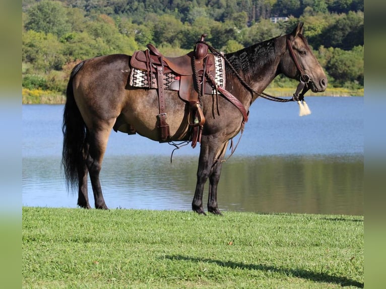 Quarter horse américain Hongre 8 Ans 150 cm Buckskin in Rebersburg, PA