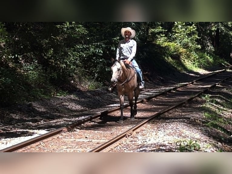 Quarter horse américain Hongre 8 Ans 150 cm Buckskin in Tres Pinos
