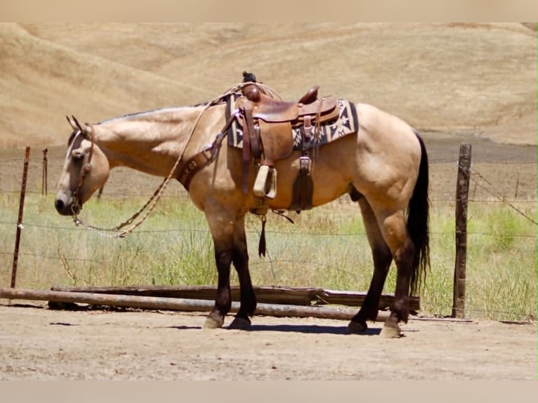 Quarter horse américain Hongre 8 Ans 150 cm Buckskin in Tres Pinos