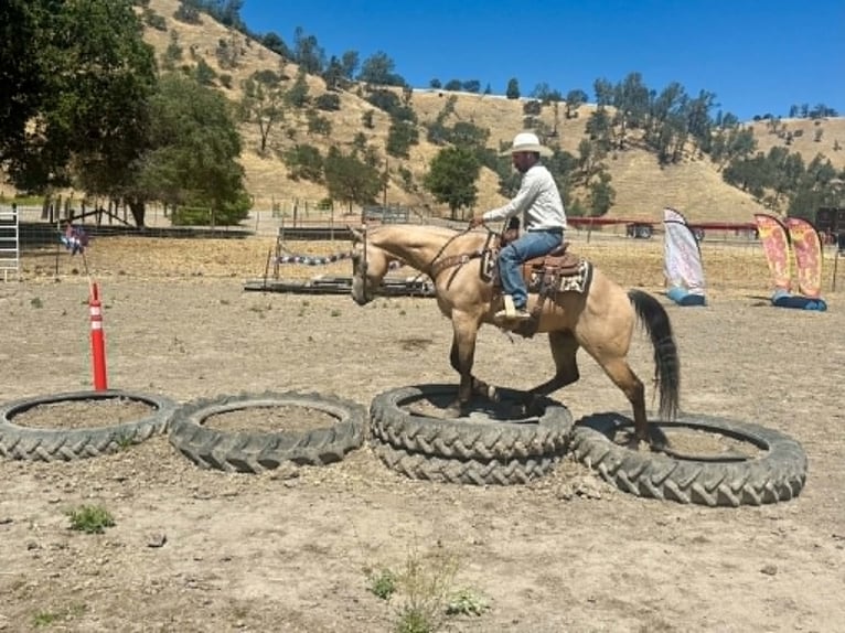 Quarter horse américain Hongre 8 Ans 150 cm Buckskin in Tres Pinos