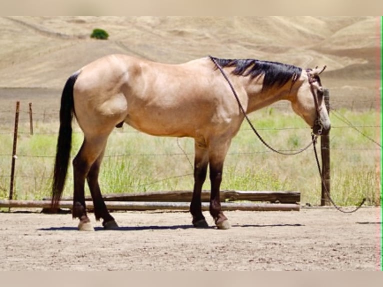 Quarter horse américain Hongre 8 Ans 150 cm Buckskin in Tres Pinos