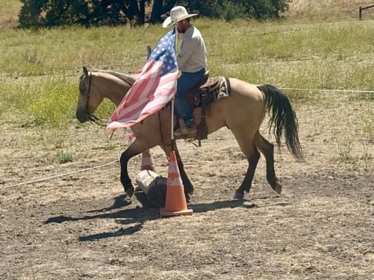 Quarter horse américain Hongre 8 Ans 150 cm Buckskin in Tres Pinos