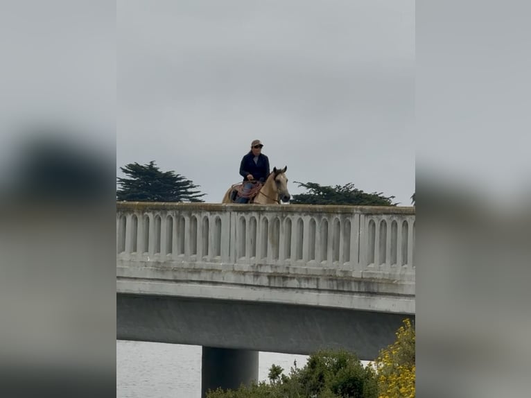 Quarter horse américain Hongre 8 Ans 150 cm Buckskin in Paicines CA