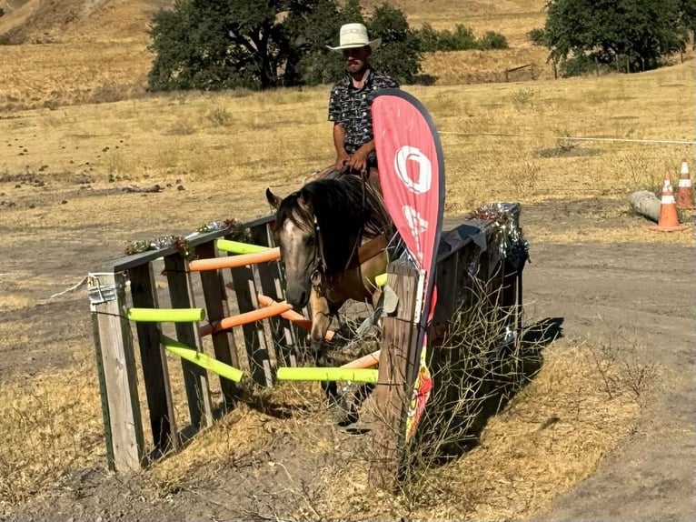 Quarter horse américain Hongre 8 Ans 150 cm Buckskin in Paicines CA