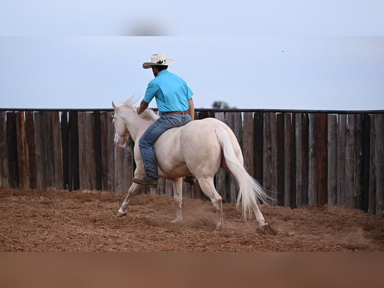 Quarter horse américain Hongre 8 Ans 150 cm Cremello in Canyon, TX