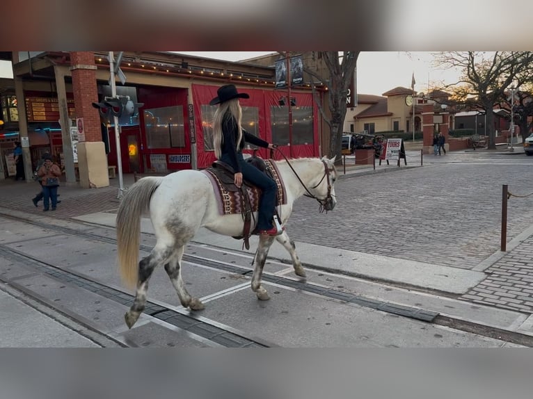 Quarter horse américain Hongre 8 Ans 150 cm Gris pommelé in Ponder, TX