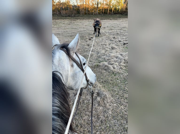 Quarter horse américain Hongre 8 Ans 150 cm Gris in Carthage, TX