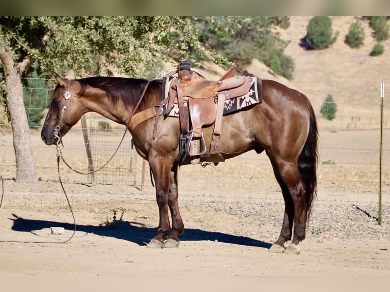Quarter horse américain Hongre 8 Ans 150 cm Grullo in Tres Pinos