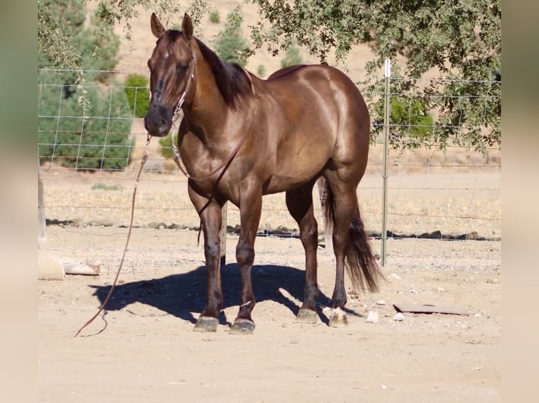 Quarter horse américain Hongre 8 Ans 150 cm Grullo in Tres Pinos