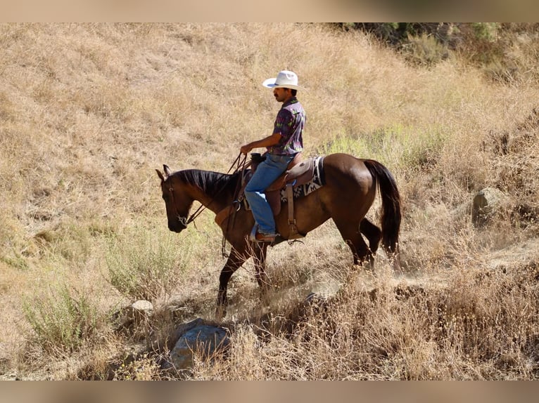Quarter horse américain Hongre 8 Ans 150 cm Grullo in Tres Pinos