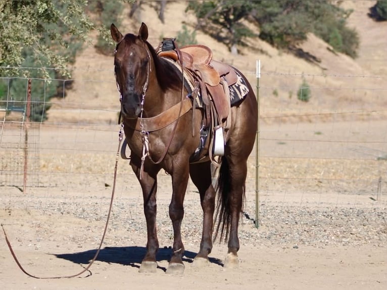 Quarter horse américain Hongre 8 Ans 150 cm Grullo in Tres Pinos