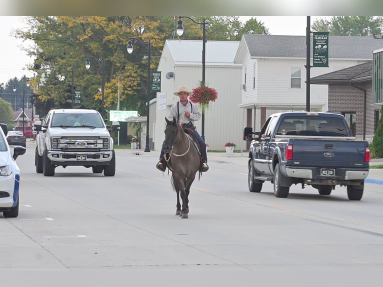 Quarter horse américain Hongre 8 Ans 150 cm Grullo in Fairbank IA