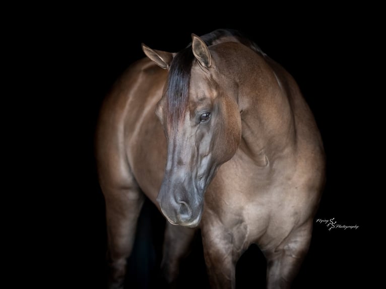 Quarter horse américain Hongre 8 Ans 150 cm Grullo in Fairbank IA