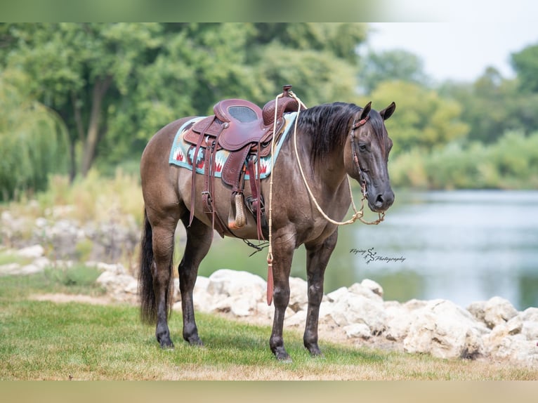 Quarter horse américain Hongre 8 Ans 150 cm Grullo in Fairbank IA