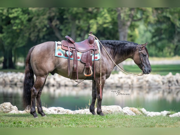 Quarter horse américain Hongre 8 Ans 150 cm Grullo in Fairbank IA