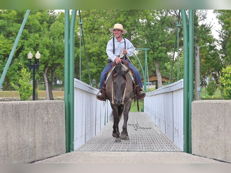 Quarter horse américain Hongre 8 Ans 150 cm Grullo in Fairbank IA