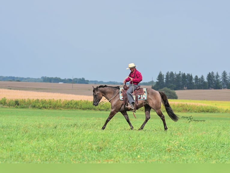 Quarter horse américain Hongre 8 Ans 150 cm Grullo in Fairbank IA