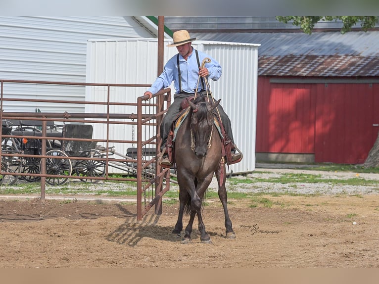 Quarter horse américain Hongre 8 Ans 150 cm Grullo in Fairbank IA