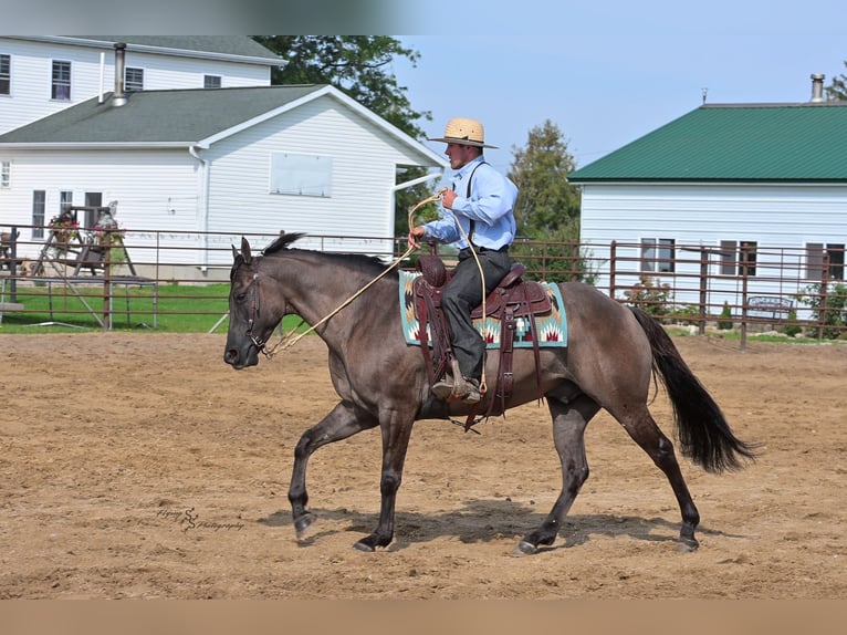 Quarter horse américain Hongre 8 Ans 150 cm Grullo in Fairbank IA
