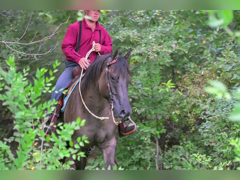 Quarter horse américain Hongre 8 Ans 150 cm Grullo in Fairbank IA