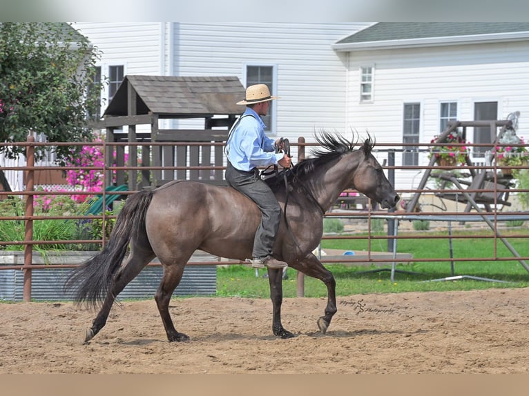 Quarter horse américain Hongre 8 Ans 150 cm Grullo in Fairbank IA