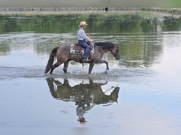 Quarter horse américain Hongre 8 Ans 150 cm Grullo in Fairbank IA