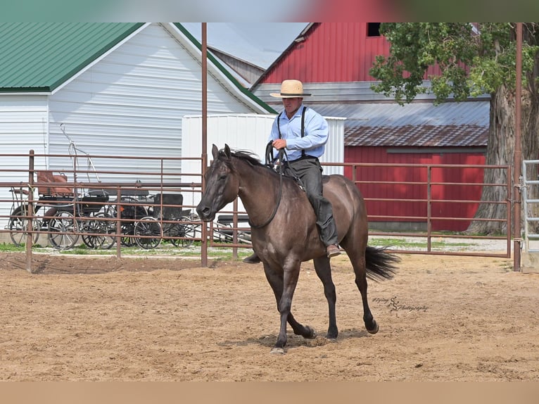 Quarter horse américain Hongre 8 Ans 150 cm Grullo in Fairbank IA