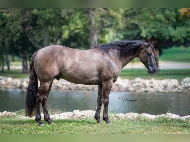 Quarter horse américain Hongre 8 Ans 150 cm Grullo in Fairbank IA