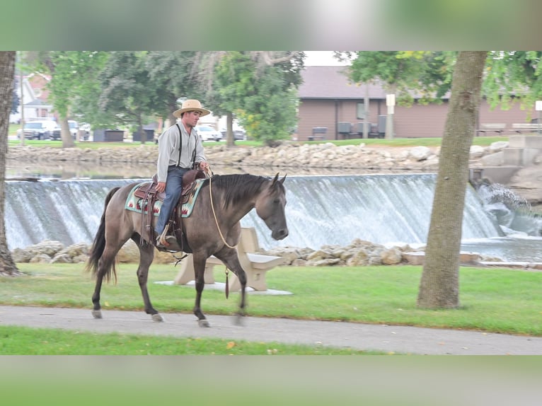 Quarter horse américain Hongre 8 Ans 150 cm Grullo in Fairbank IA