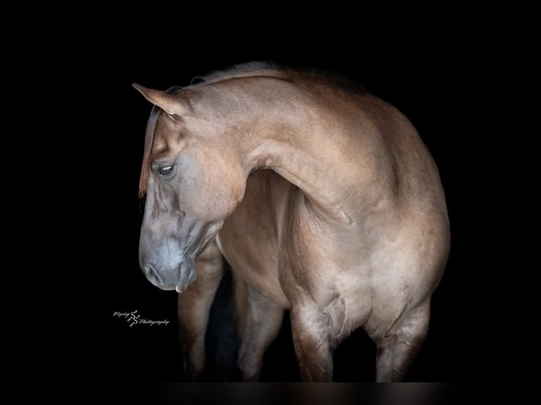 Quarter horse américain Hongre 8 Ans 150 cm Grullo in Fairbank IA