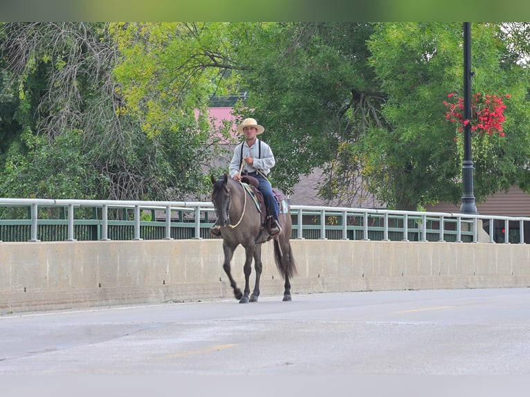Quarter horse américain Hongre 8 Ans 150 cm Grullo in Fairbank IA