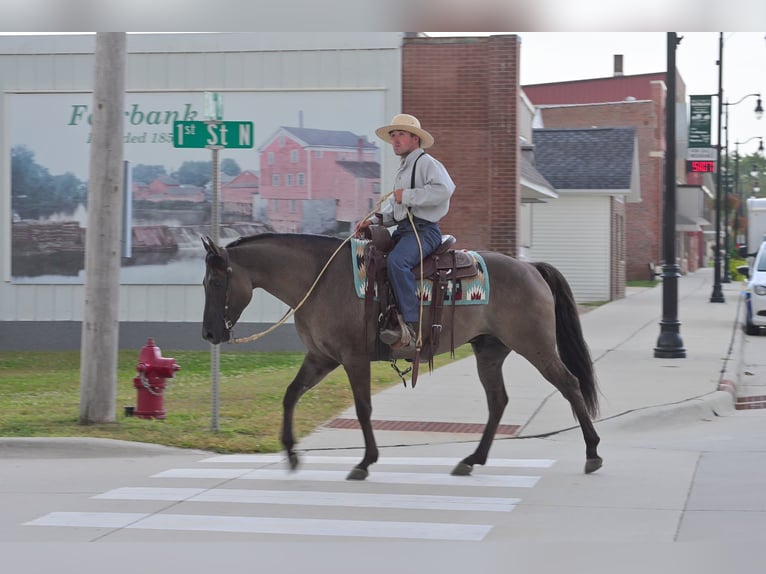 Quarter horse américain Hongre 8 Ans 150 cm Grullo in Fairbank IA