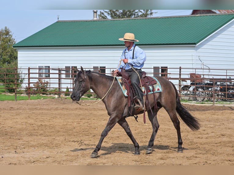 Quarter horse américain Hongre 8 Ans 150 cm Grullo in Fairbank IA