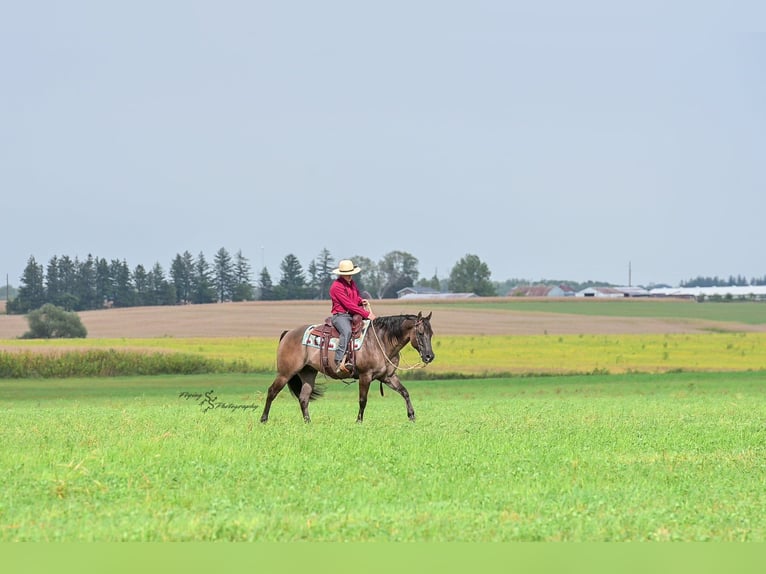 Quarter horse américain Hongre 8 Ans 150 cm Grullo in Fairbank IA