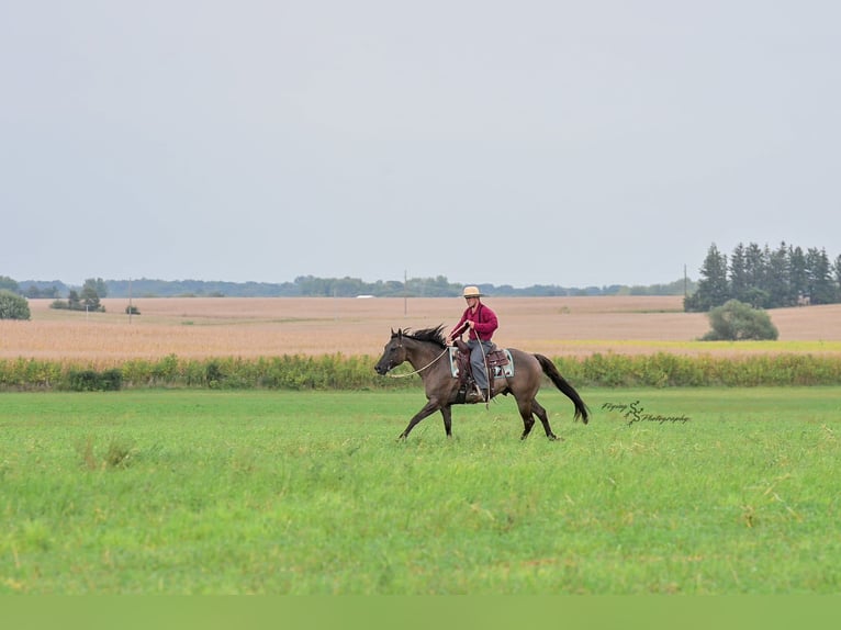 Quarter horse américain Hongre 8 Ans 150 cm Grullo in Fairbank IA
