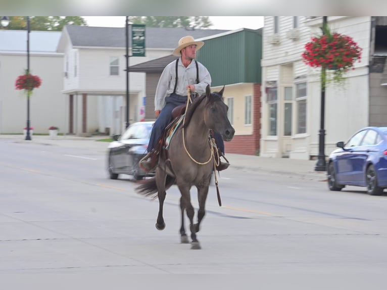 Quarter horse américain Hongre 8 Ans 150 cm Grullo in Fairbank IA