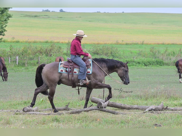 Quarter horse américain Hongre 8 Ans 150 cm Grullo in Fairbank IA