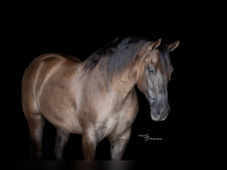 Quarter horse américain Hongre 8 Ans 150 cm Grullo in Fairbank IA