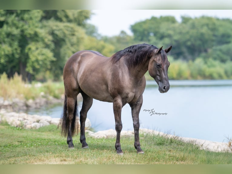 Quarter horse américain Hongre 8 Ans 150 cm Grullo in Fairbank IA