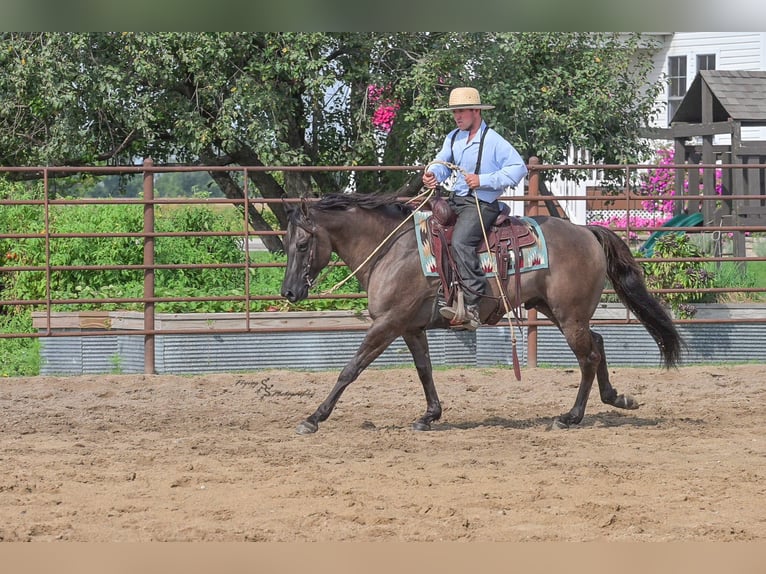 Quarter horse américain Hongre 8 Ans 150 cm Grullo in Fairbank IA