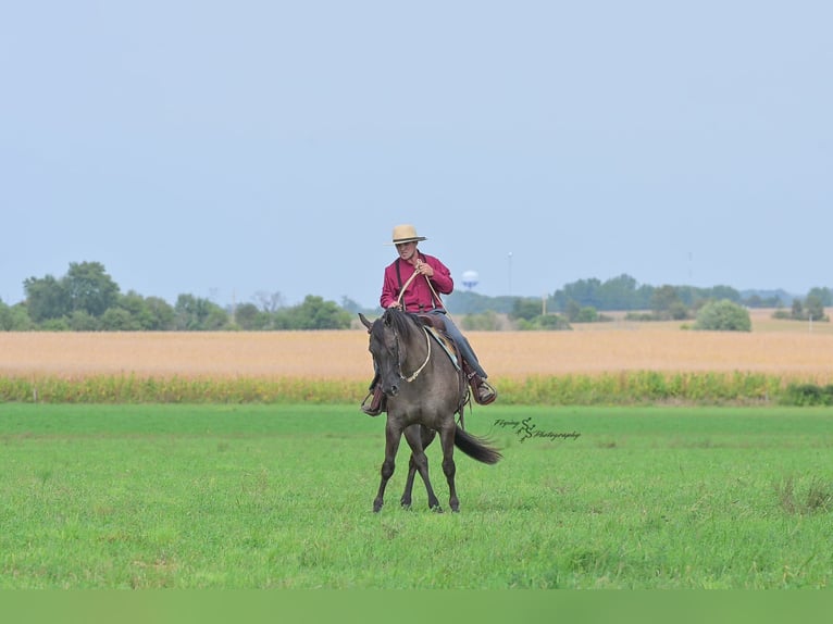 Quarter horse américain Hongre 8 Ans 150 cm Grullo in Fairbank IA