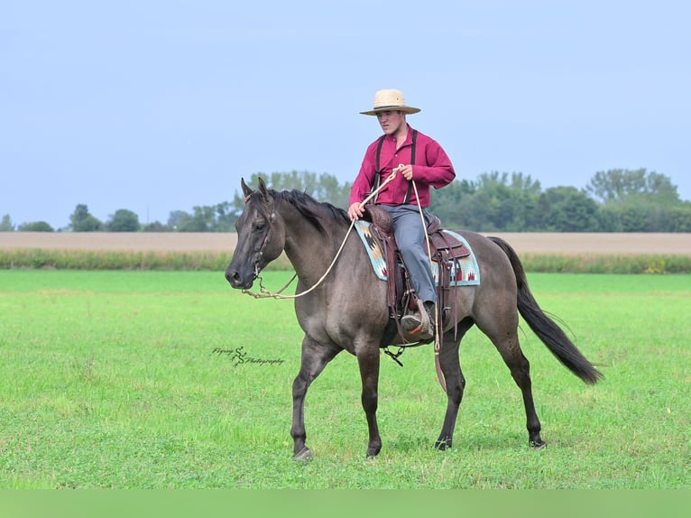 Quarter horse américain Hongre 8 Ans 150 cm Grullo in Fairbank IA