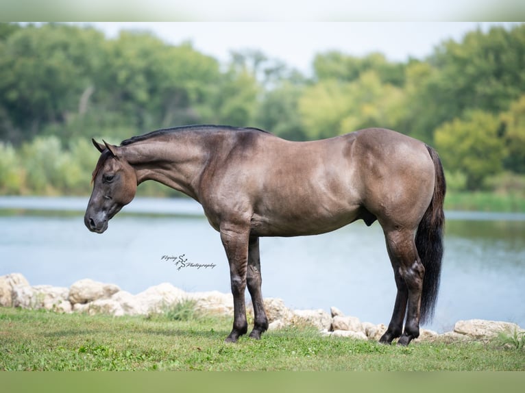 Quarter horse américain Hongre 8 Ans 150 cm Grullo in Fairbank IA